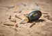 Викрутка FatMax з довжиною 30 мм під шліц Ph2 STANLEY 0-65-407